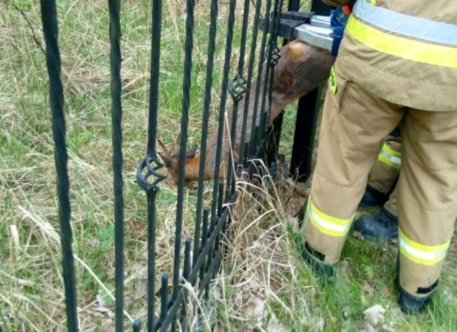 Strażacy uwolnili sarnę, która utknęła w ogrodzeniu