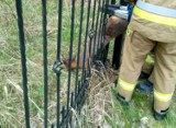 Strażacy ratowali uwięzioną sarnę w Bobolinie. Ależ ona utknęła... ZDJĘCIA