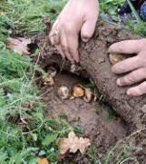 Jesienne sadzenie drzew, krzewów i cebul w Tychach. Wiosną będzie jeszcze piękniej