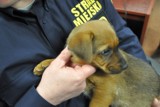 Straż Miejska uratowała porzuconego psa i nazwała go "Słoik" 