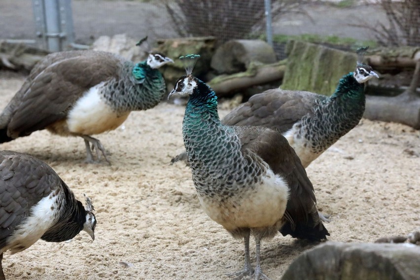 Legnickie Mini Zoo w Parku Miejskim ponownie otwarte dla zwiedzających