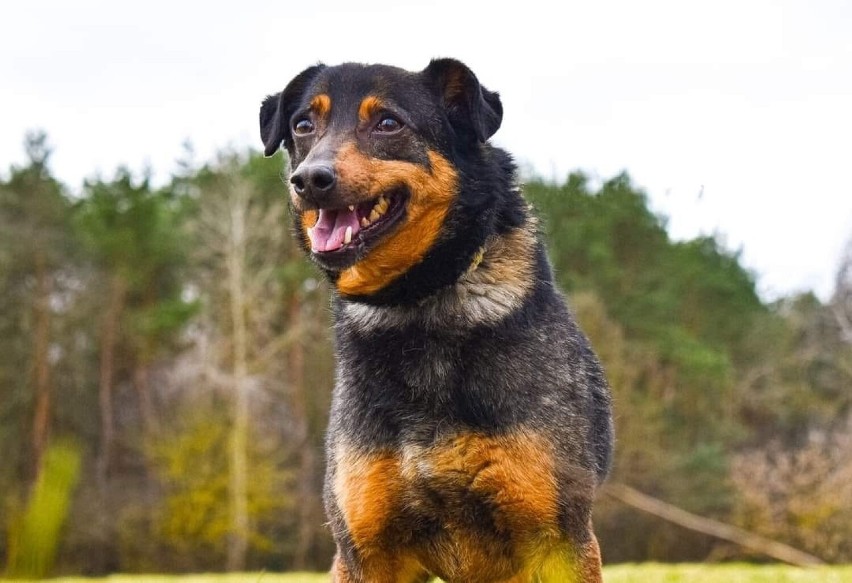 Tobi nie radzi sobie w schronisku. To bardzo smutny pies....