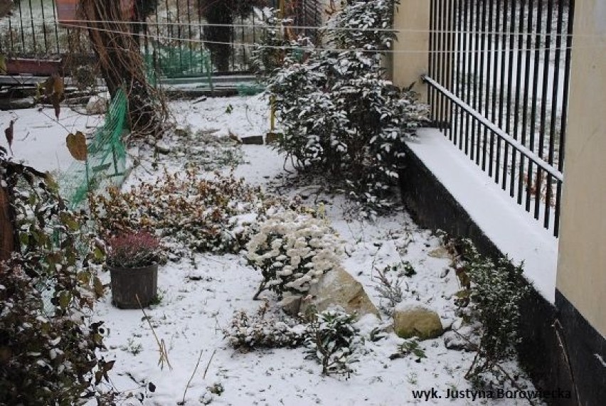 Ogródek już cały biały... Fot: Justyna Borowiecka
