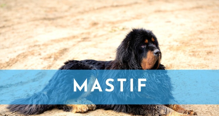 Mastiff...