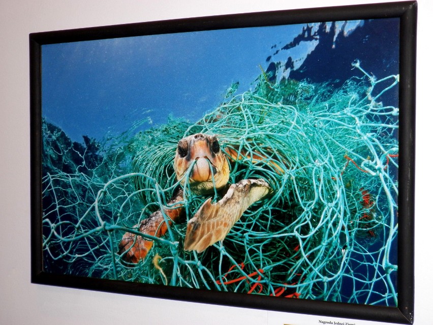 Wystawa Fotografia Dzikiej Przyrody 2010 - Żółw Zaplątany w Sieci