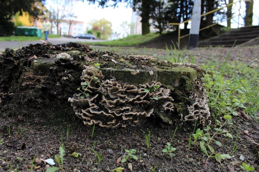 Co dalej z Parkiem Tysiąclecia? [ZDJĘCIA]