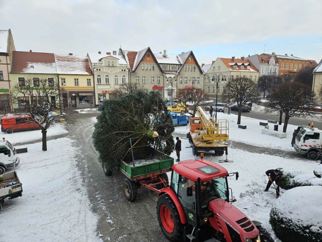 Pleszew przygotowuje się na święta! Wielką choinkę na pleszewski Rynek przywieźli traktorem