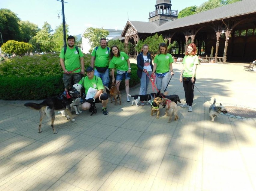 Dogtrekking w Szczawnie-Zdroju (zdjęcia z 2018 roku)