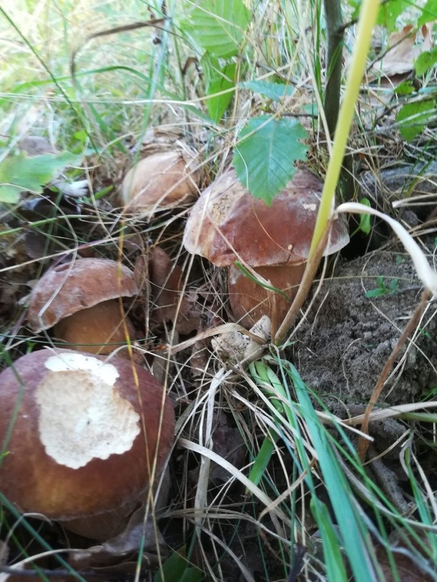 Takie zbiory grzybów z lasów koło Szczecinka [zdjęcia]