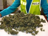 Policjanci ujawnili 1,3 kg marihuany