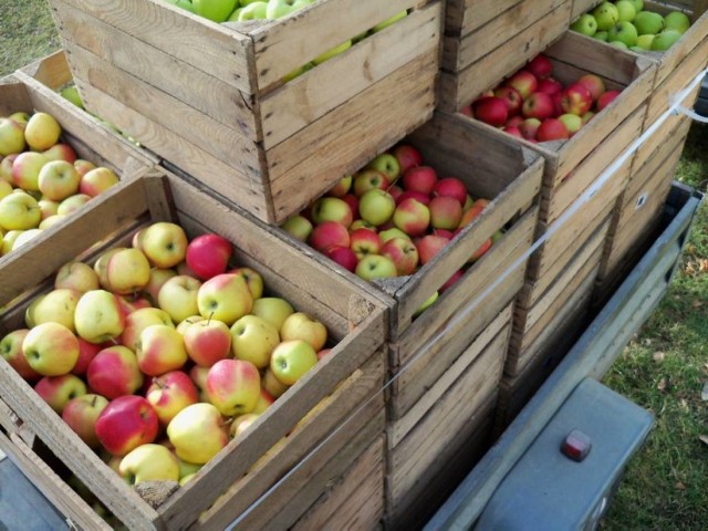 Sztutowo. Kolejna partia darmowych owoców trafi do najbardziej potrzebujących mieszkańców nadmorskiej gminy. Dystrybucja jabłek odbędzie się w najbliższy czwartek, 15 grudnia.