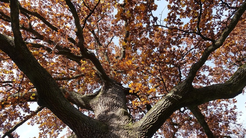 Zarówno kora dębu szypułkowego (Quercus robur), jak i...