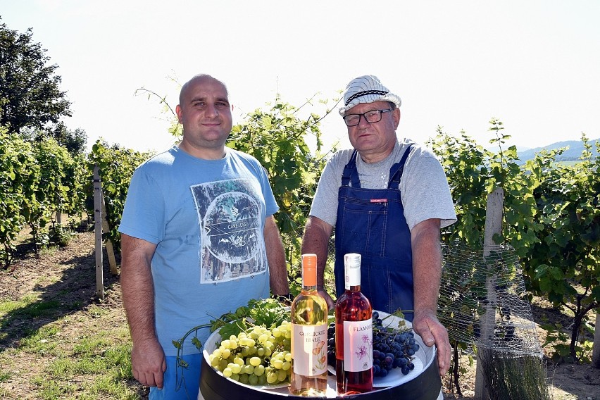 Bystra. Winnica Bucze przyciąga amatorów dobrego wina. Właśnie zaczęły się tam winogronowe żniwa. Potrwają kilka dni