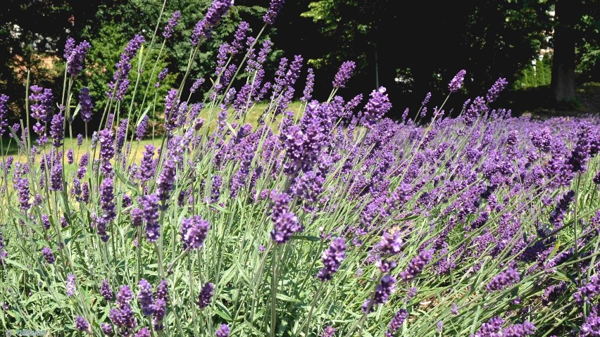 "Do lata, do lata, do lata piechotą będę szła..." Wspomnienie lata na stargardzkich plantach w obiektywie Jana Balewskiego. ZDJĘCIA