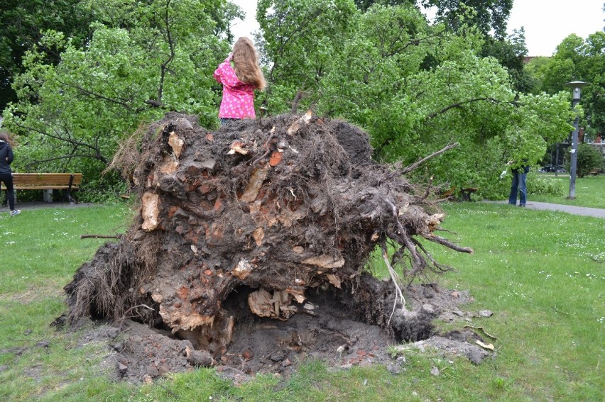Drzewo przewróciło się w Gliwicach