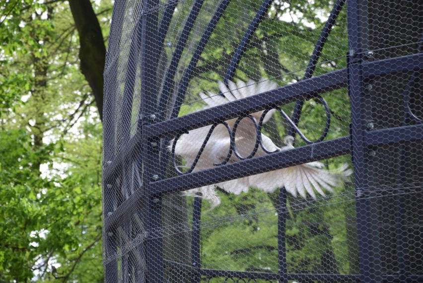Paw albinos i inne ptaki, czyli otwarcie ptasiej woliery w krotoszyńskim parku [ZDJĘCIA]