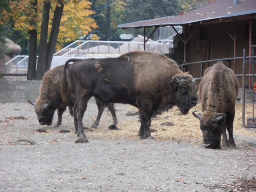 ZOO we Wrocławiu - Miejsce dzikich spotkań..[zdjęcia]