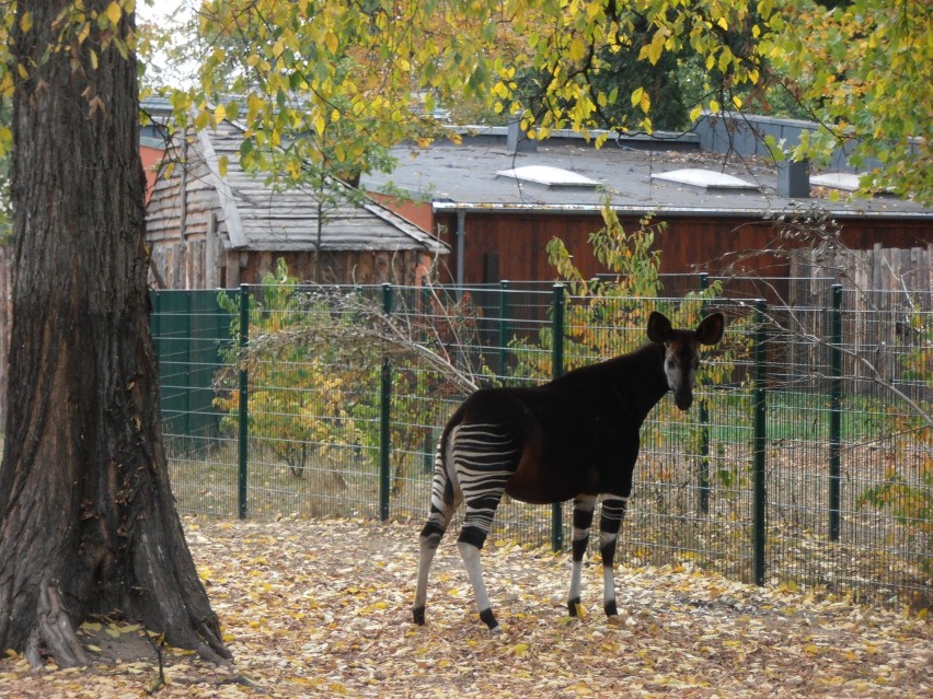 ZOO we Wrocławiu - Miejsce dzikich spotkań..[zdjęcia]