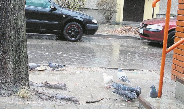 Na ulicę Kopernika przylatuje mnóstwo gołębi. Na chodniku zostają ich odchody