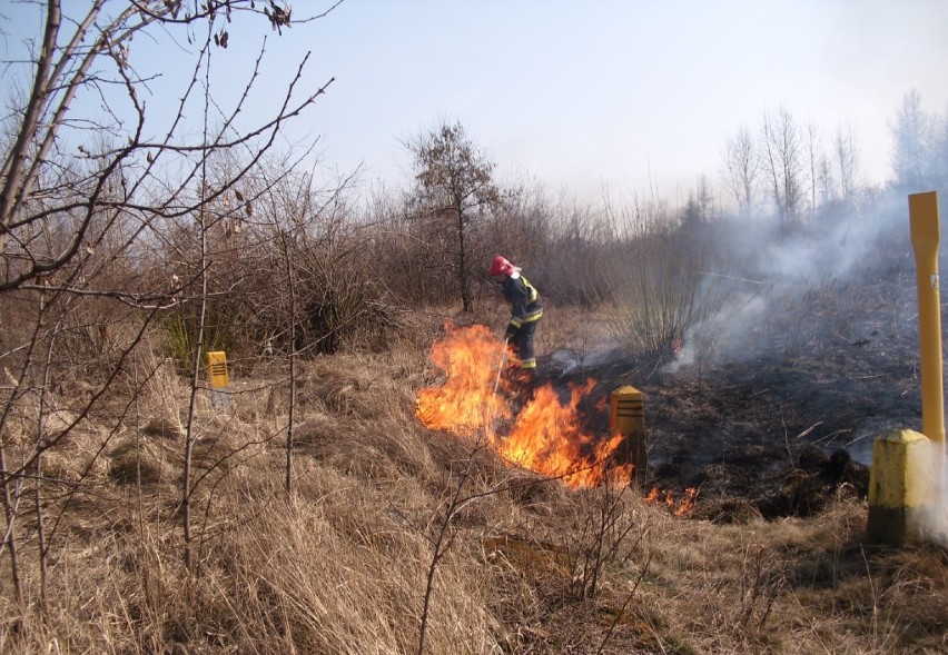 Pożary traw w Mysłowicach: Niebezpieczny pożar na ul. Jaworowej. Ogień zagrażał mieszkańcom