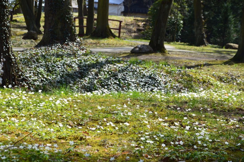 Wiosną Park Dworski w Iłowej wygląda zachwycająco. Trawniki...