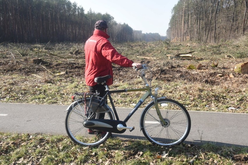 Wycinka drzew pod południową obwodnicę Zielonej Góry.