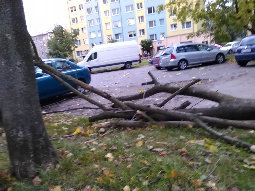 Silny wiatr powalił drzewa i uszkodził samochody w Wałbrzychu [ZDJĘCIA]