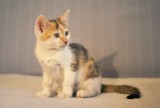Adoptuj kota z domu tymczasowego Nad Zwierzakiem w Poznaniu