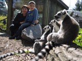 Zoo w Opolu. Wyspa lemurów już otwarta