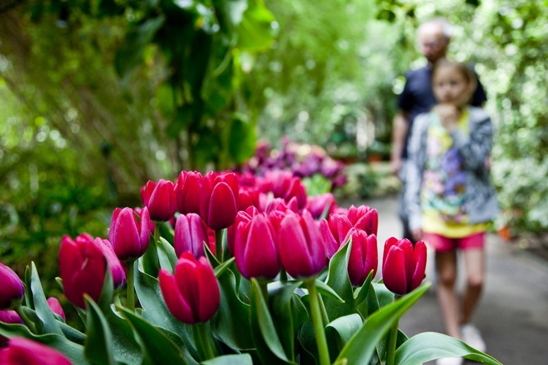 Poznań - 5 tys. tulipanów w Palmiarni [ZDJĘCIA]
