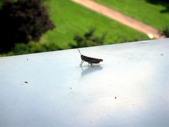 Ciekawski owad na mym parapecie.