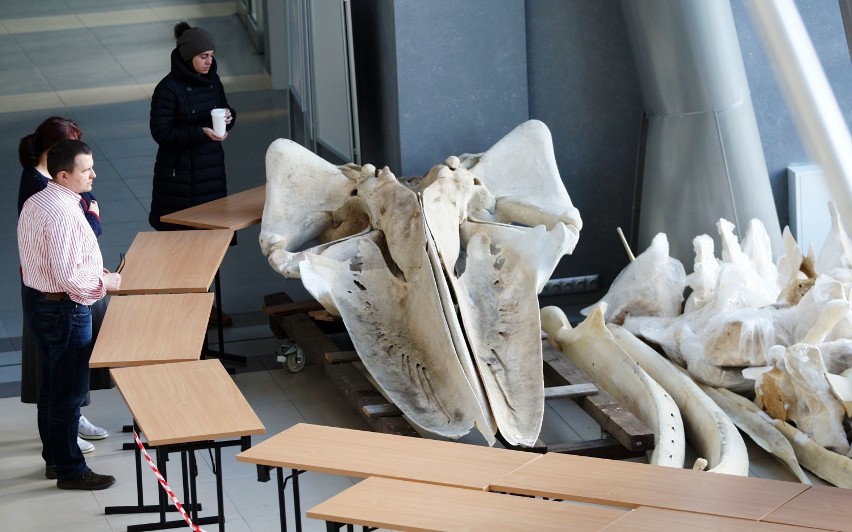 Wieloryb na uniwersytecie. Wyjątkowy eksponat na Wydziale Biologii [ZDJĘCIA]