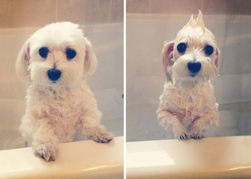 Przekomiczne zdjęcia zwierzaków przed i po kąpieli hitem Internetu [GALERIA]