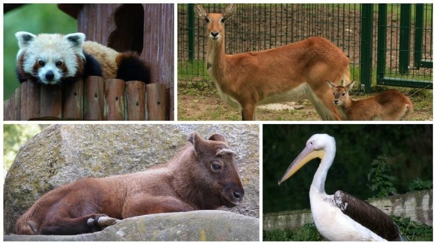 Jakie zwierzęta urodzą się zimą w gdańskim zoo?