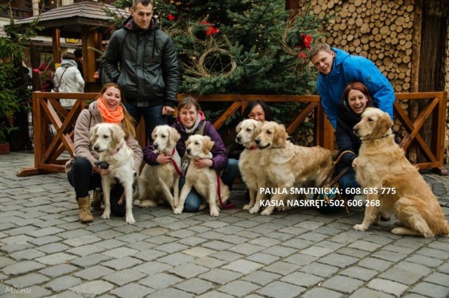 Facebook "Golden Retriever WOŚP Wrocław".