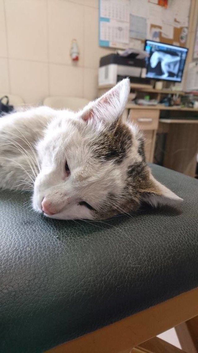 Kot, nazwany w lecznicy Neigel, przeszedł operację. Nie wiadomo, czy odzyska sprawność.