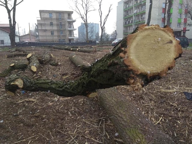 W rejonie ul. Długiej powstanie nowy apartamentowiec. Inwestor wyciął 14 drzew, w zamian musi posadzić tyle samo