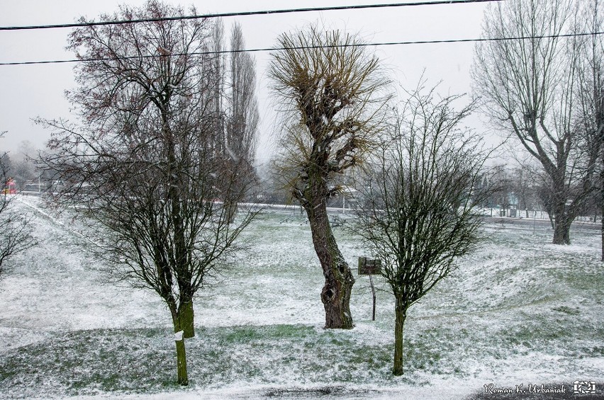 Zima nie odpuszcza nawet w marcu. Pleszew w śnieżnych barwach! Opady śniegu zaskoczyły po raz kolejny. Kaczki i gołębie są zachwycone