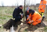 Międzynarodowy Dzień Ziemi. Prezydent Radomska posadził drzewo przy obwodnicy miata [ZDJĘCIA]