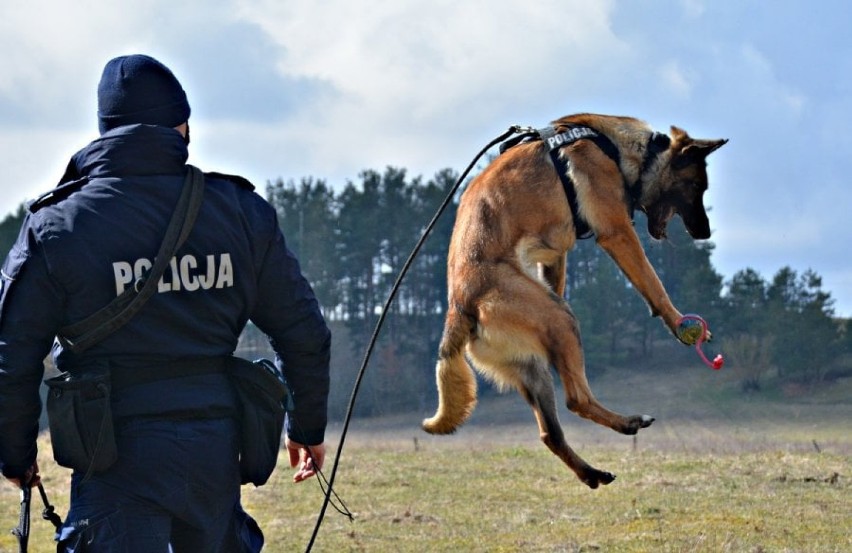 Policja w Suwałkach. Funkcjonariuszom będzie pomagał owczarek Orkan