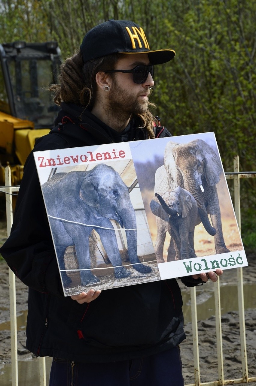 Protest w Szczecinie przeciwko wykorzystywaniu zwierząt w cyrkach [foto, wideo]