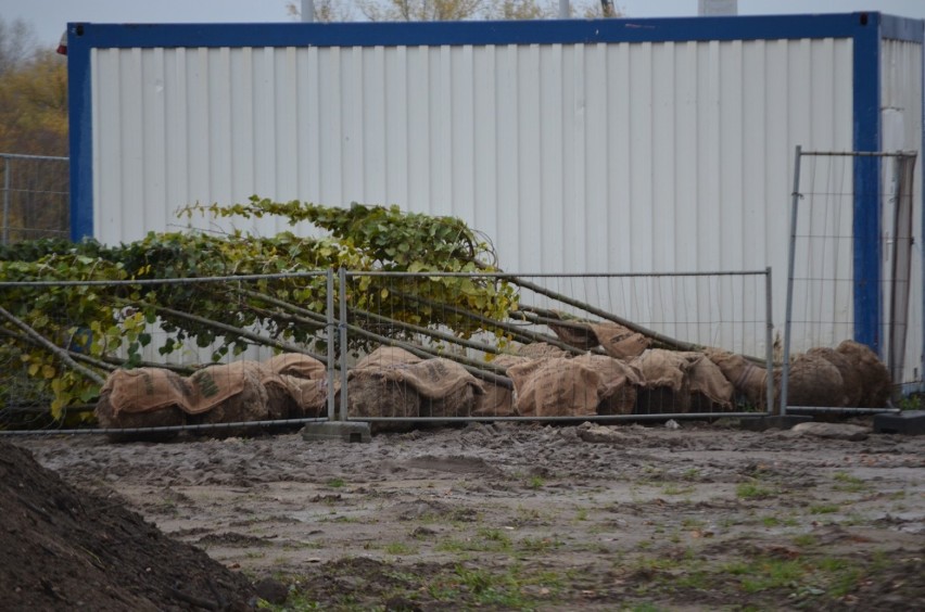 Głogów: Na bulwarze przy Odrze sadzą kilkumetrowe drzewa