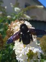 Czarna pszczoła pojawiła się w Legnicy! Ten niezwykle rzadki owad uznany był za wymarły. Zobaczcie zdjęcia mieszkańców
