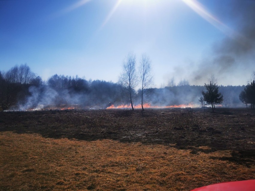 Wypalanie traw staje się plagą w Zduńskiej Woli i okolicy. Strażacy apelują: przestańcie