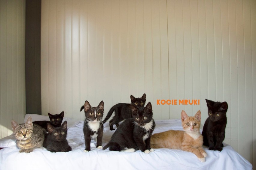 Koty do adopcji w tomaszowskim schronisku. Rekordowa liczba porzuconych zwierząt [ZDJĘCIA]