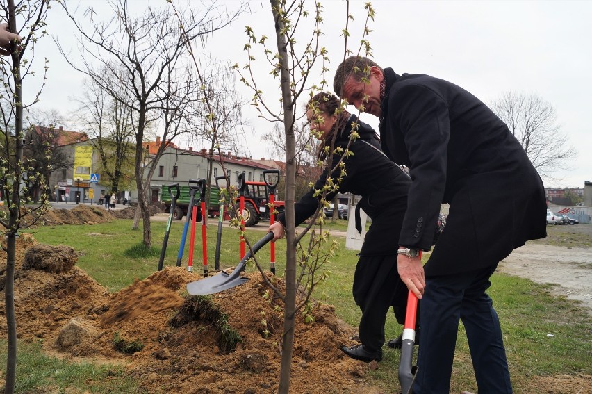 Zielona rewolucja w Mikołowie. 40 tys. drzew na 800-lecie miasta [ZDJĘCIA]