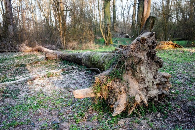 28.03.2020 krakow
lasek mogilski w nowej hucie
n/z lasek mogilski drezwa park lawka
fot. joanna urbaniec
gazeta krakowska