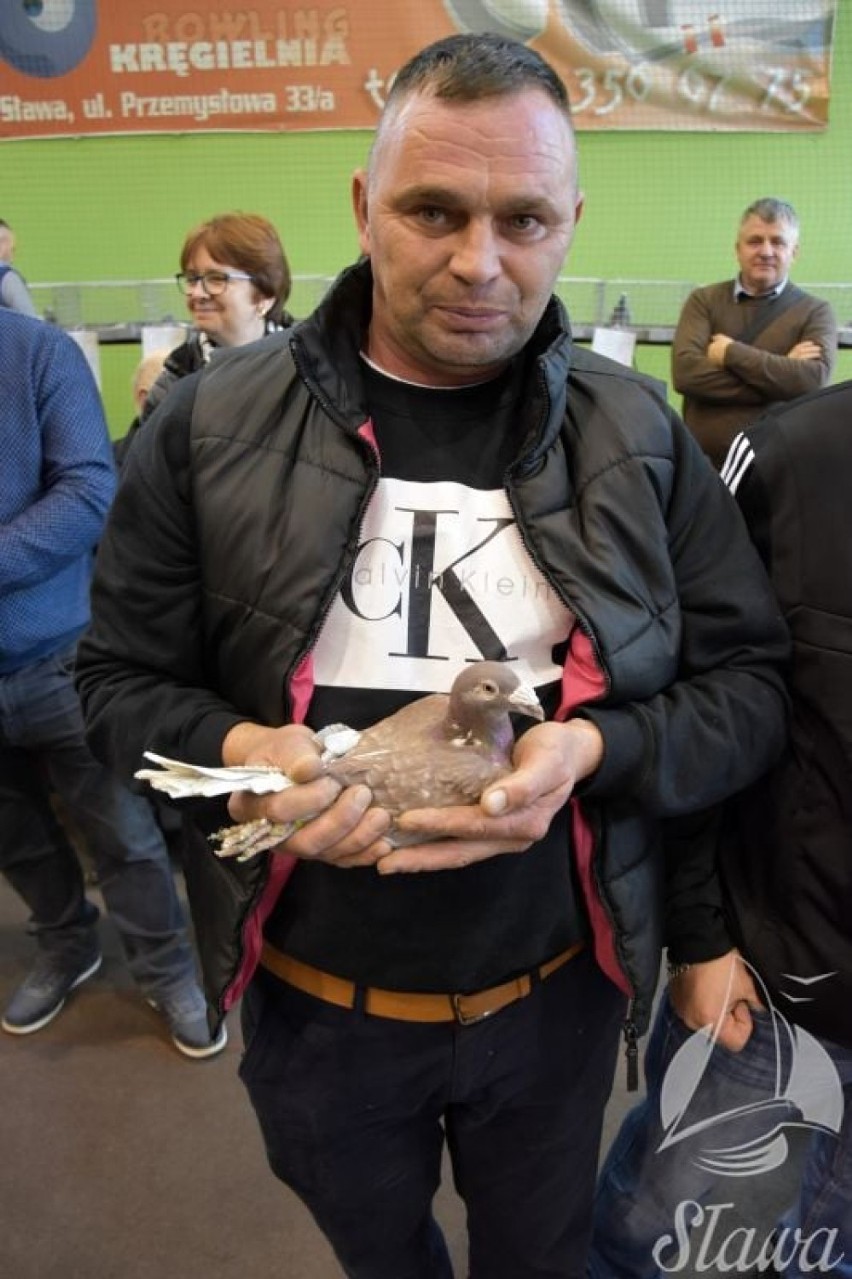 Podczas wystawy okręgowej w Sławie zlicytowano gołębie na cele charytatywne