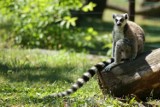 Chroń Madagaskar: Wrocławskie zoo uruchomiło grę na Facebooku
