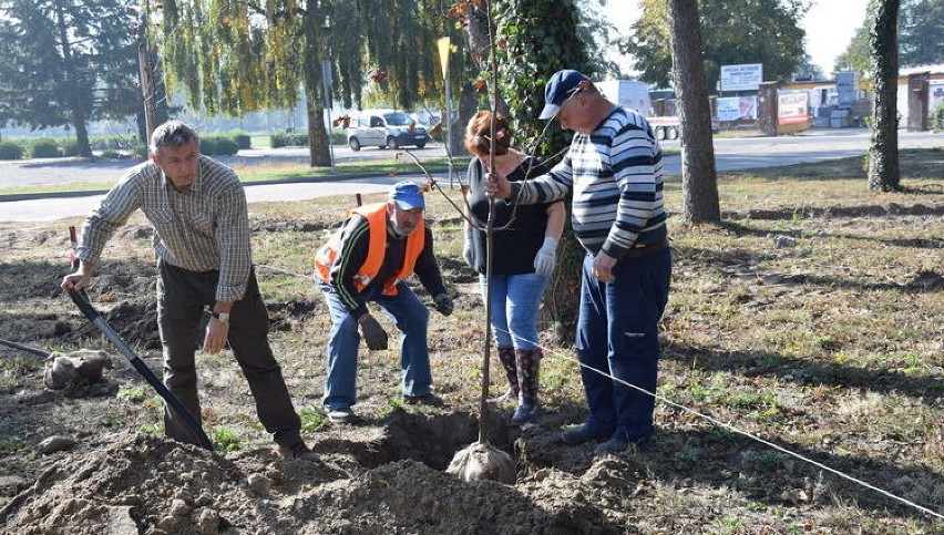 SULMIERZYCE: Radni i burmistrz posadzili drzewa miododajne!